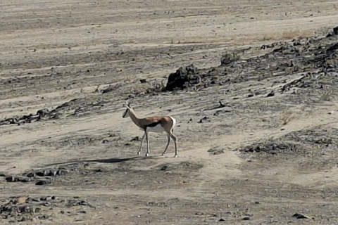 Swakopmund: Namib Desert Sunrise, Seals & Sandwich Harbour