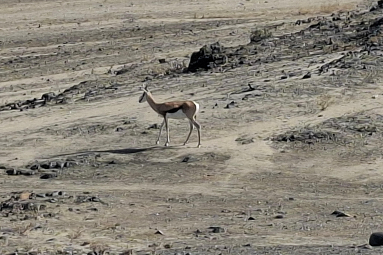 Swakopmund: Namib Desert Sunrise, Seals & Sandwich Harbour
