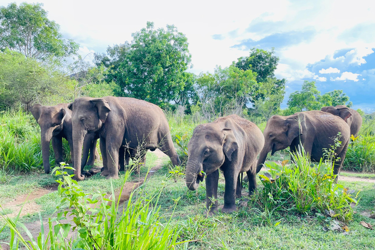 Sigiriya: Minneriya wild Jeep Safari with Free Hotel PickupMinneriya wild Jeep Safari with Free Hotel Pickup &amp; Drop-off