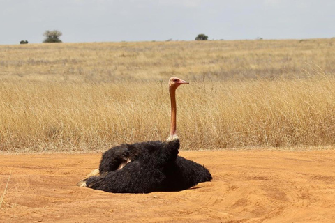 Park Narodowy Nairobi - półdniowa/całodniowa przejażdżka po parku