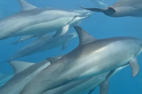Benitiers Eiland: Dolfijnen kijken, snorkelen & BBQ lunch