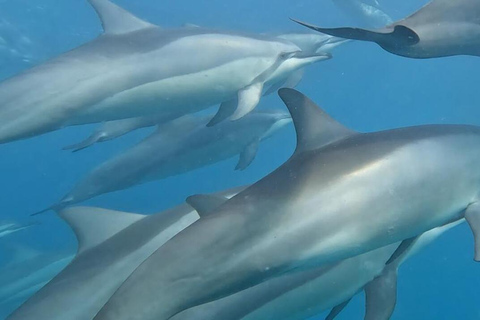 L'île des Bénitiers : Observation des dauphins, plongée en apnée et déjeuner barbecue