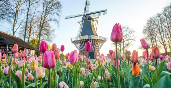 Amsterdam: Keukenhof und Zaanse Schans Live geführte Tagestour