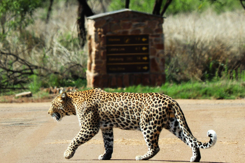 Pilanesberg Nature Safari: Guided Wildlife Tour Morning Safari Experience