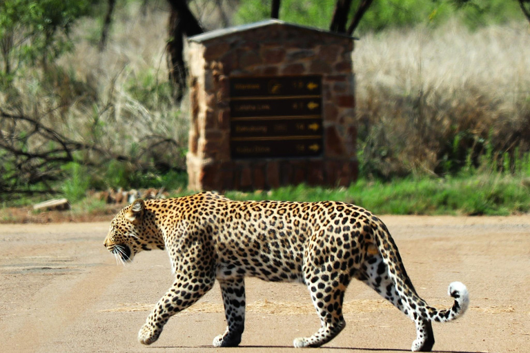 Pilanesberg Nature Safari: Guided Wildlife Tour Morning Safari Experience