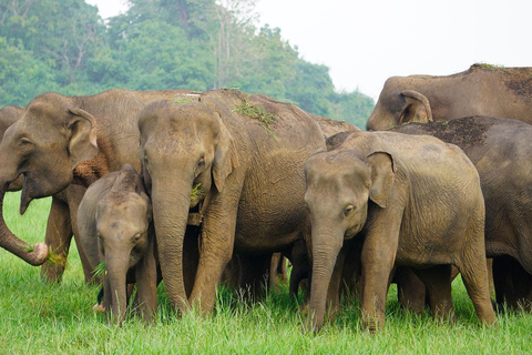 Minneriya: Full-Day 4x4 Safari, Secret Trails & Jungle Lunch Full Day Safari