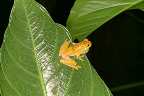 Manuel Antonio Jungle Night Tour