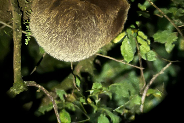 Monteverde: Night Walk at the Monteverde Wildlife Refuge