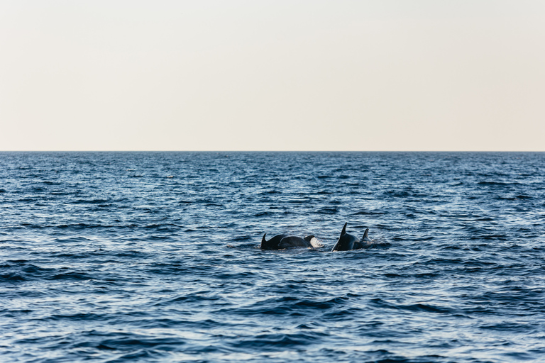Medulin: 3h Ultra ALL-INCLUSIVE Sunset Dolphin Boat trip 3hours Dolphin Sunset watching with drinks+dinner sandraboat
