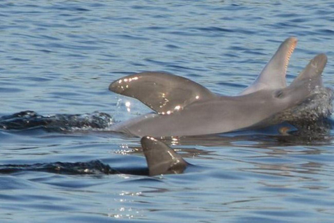 Orange Beach: Dolphin Cruise