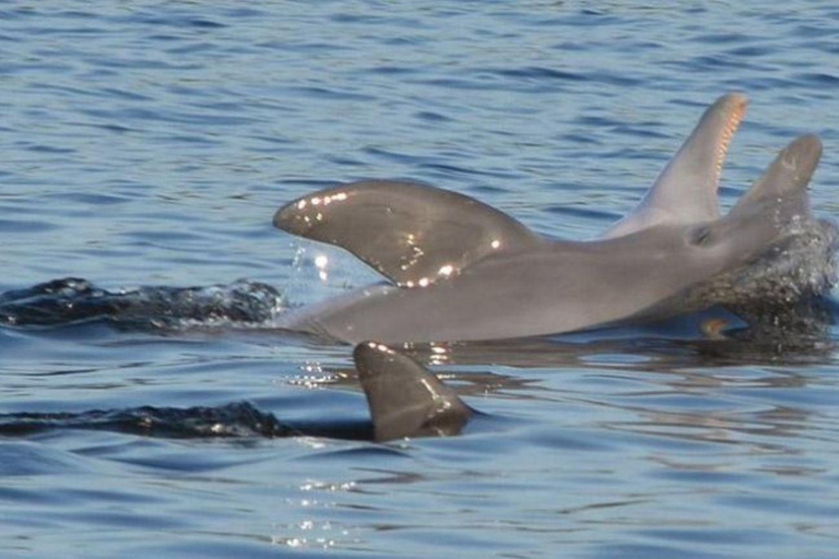 Orange Beach: Dolphin Cruise