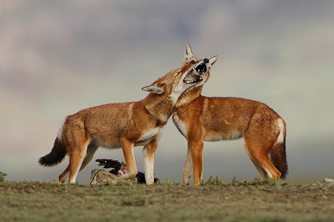 Bale Mountains: Trekking &amp; Wildlife Safari 4-Tage-TourBale-Gebirge: Trekking &amp; Wildtiersafari 4-tägige Tour
