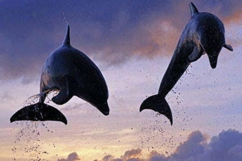 Lovina Sonnenaufgang und Delfin mit Schwimmen und SchnorchelnMorgenausflug-Lovina Sonnenaufgang Delfine und Schwimmen