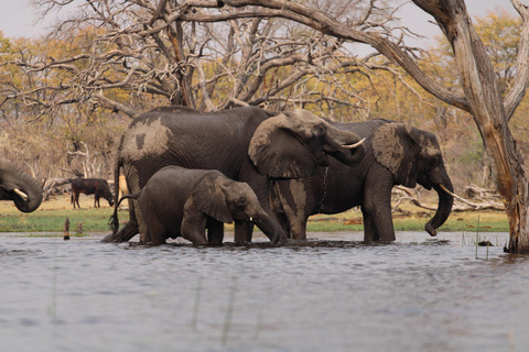 From Maun: Okavango Delta Mokoro Day Trip with Nature Walk