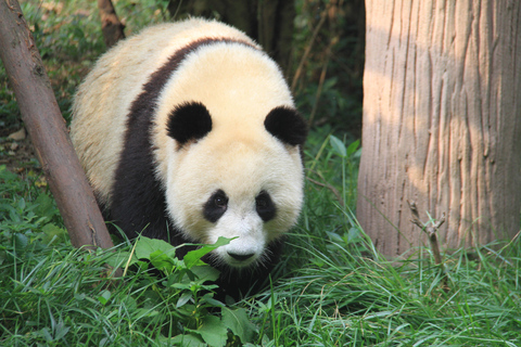 Pechino: Il biglietto d&#039;ingresso allo zoo di PechinoIl biglietto d&#039;ingresso combinato