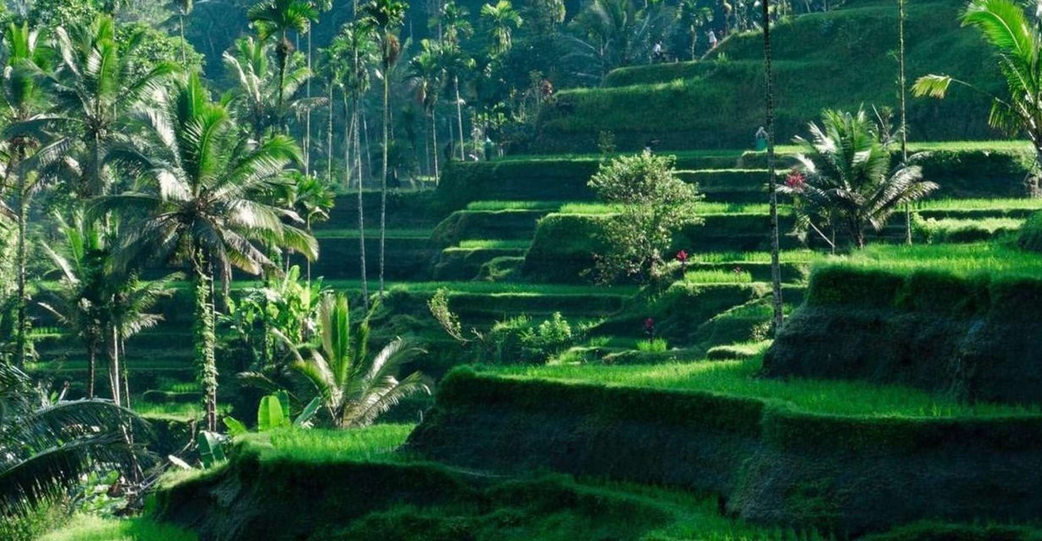 Sightseeing around Ubud Monkey forest and waterfall - Housity