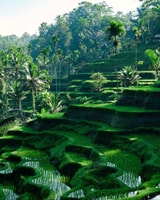 Sehenswürdigkeiten um Ubud -Affenwald und Wasserfall - Housity