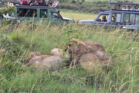 Maasai Mara: 3-Day Safari with Spanish Guide Small Group