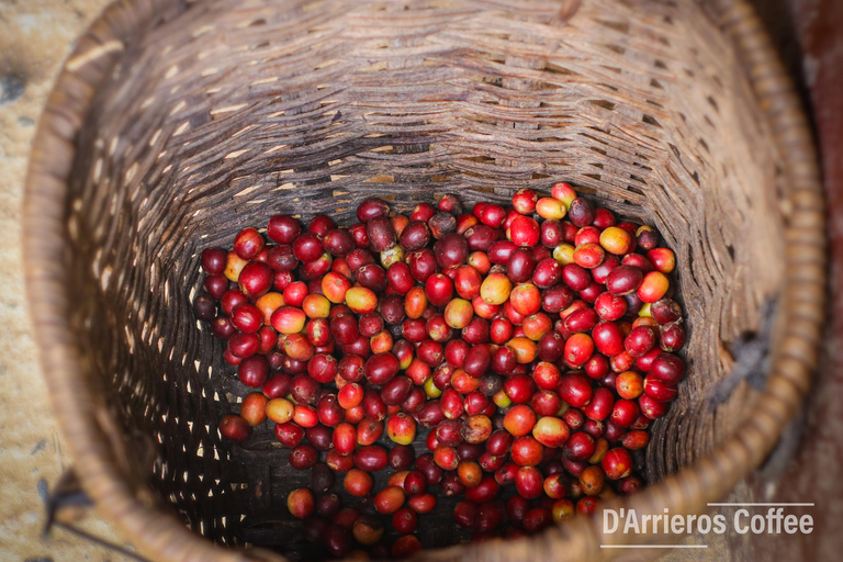 From Medellin: Coffee and Comuna 13 Tour with PRIVATE transportation From Medellin: Coffee Tour and Comuna 13 with PRIVATE transportation