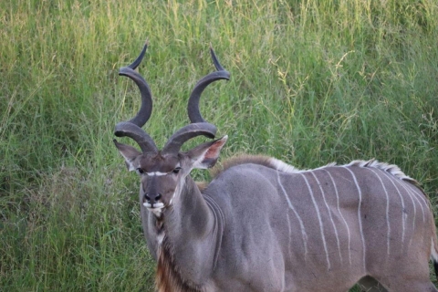 Narodowy Park Krugera,Park Narodowy Krugera, siedziba Wielkiej Piątki