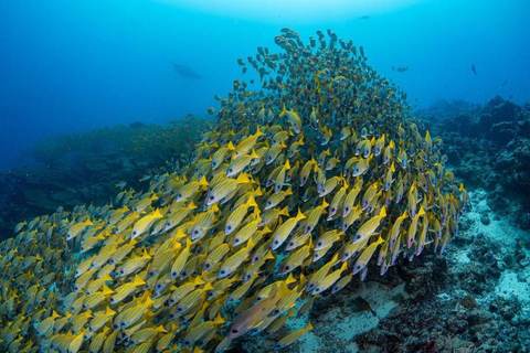 Aventura de las Estrellas de Mar, Comida en La Roca, Excursión a los Delfines de Mnemba