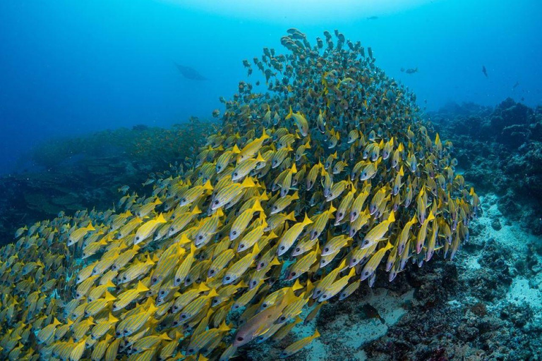 Las Jozani, przerwa na lunch na Zanzibarze, wycieczka z delfinami Mnemba