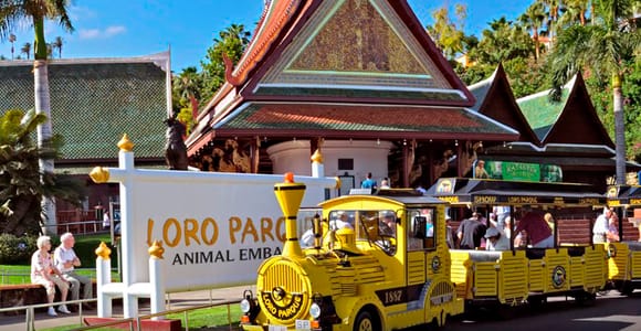 Tenerife: Los Gigantes, Garachico, Icod, and Loro Parque with Polish-speaking guide
