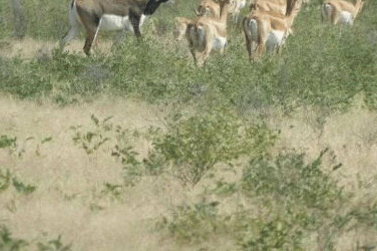 Excursión a la Aldea Bishnoi de Jodhpur con SumerExcursión Safari al Pueblo Bishnoi de Jodhpur SR