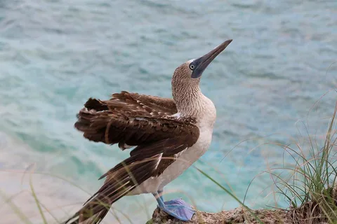 Puerto Vallarta : Plongée en apnée, plage, navigation vers le parc Marietas