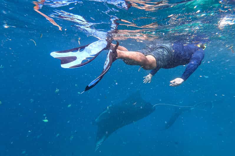 Big Island Snorkel with Manta Rays Manta Guarantee GetYourGuide