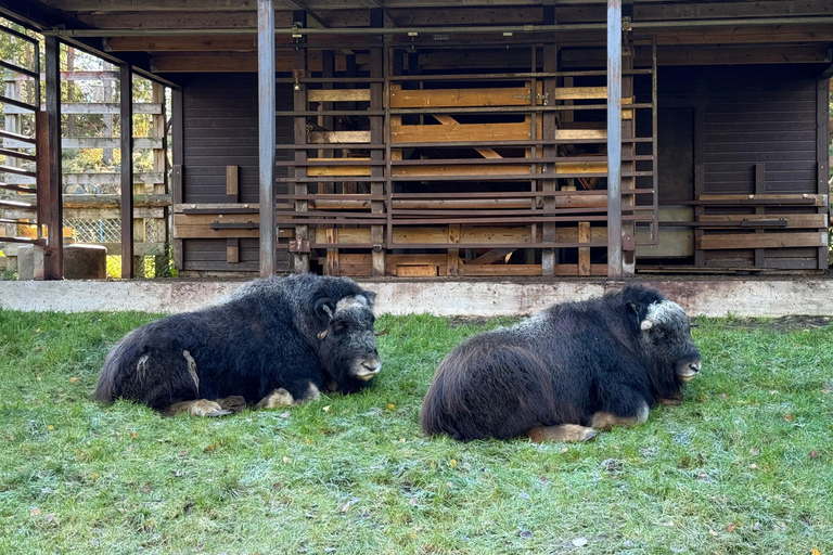 Rovaniemi: Ranua’s Wildlife Park Ticket with Transportation