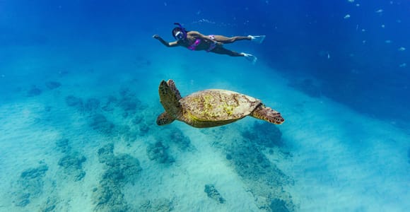 Oahu: Waikiki Turtle Snorkeling Adventure