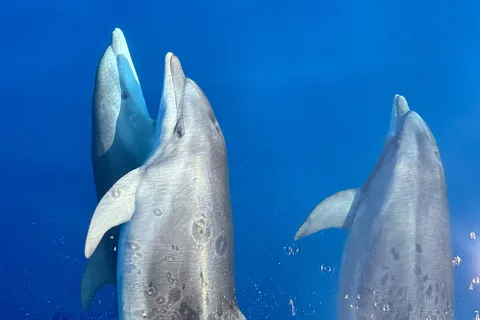 Kamiros Skala: Marine Life Experience by Boat
