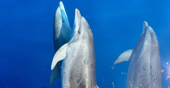 Three dolphins swimming close together in deep blue water, seen from below the surface