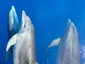 Kamiros Skala: Marine Life Experience by Boat