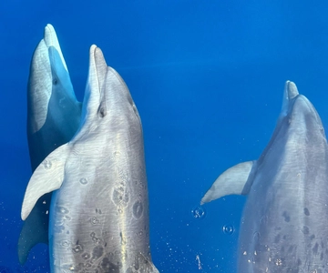Kamiros Skala: Marine Life Experience by Boat