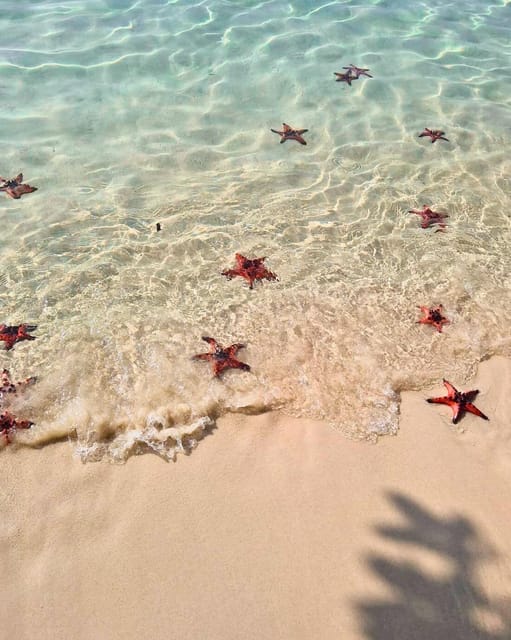 Dozens of red starfish lying in ankle-deep clear water at the edge of pale sand, with a palm shadow across the beach