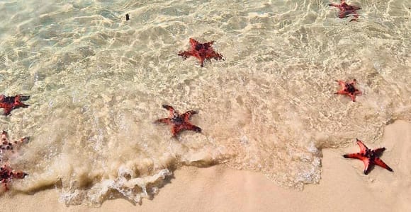 Phu Quoc: Kayaking with Starfish Beach and Bee Farm Tour