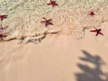 Phu Quoc: Kayaking with Starfish Beach and Bee Farm Tour