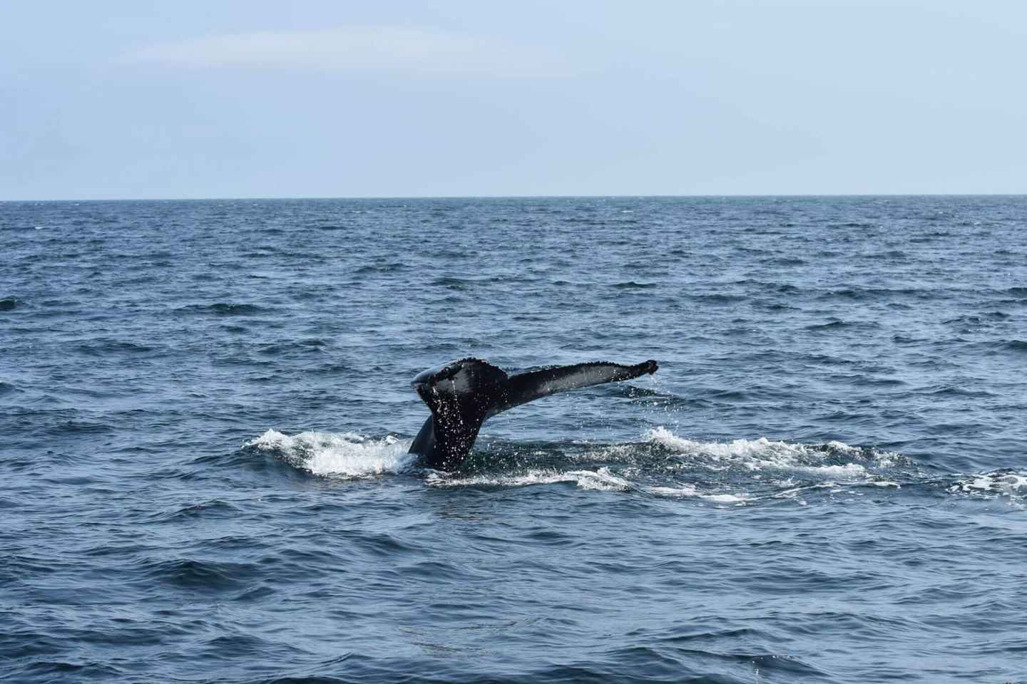 Dingle: Wildlife Boat Tour with Guide (4 Hours)