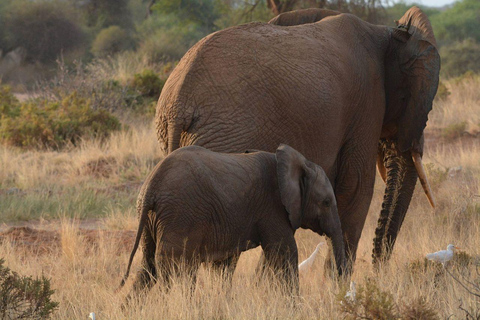 3 Days, 2 nights safari to Samburu National Reserve 3 Days private safari in a 4x4 Landcruiser jeep