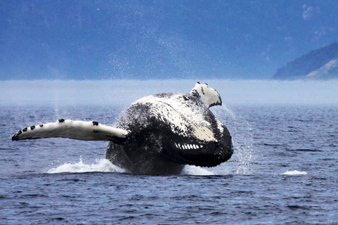 Tadoussac or Baie-Sainte-Catherine: Whale Watching Boat TourStandard Cruise from Tadoussac