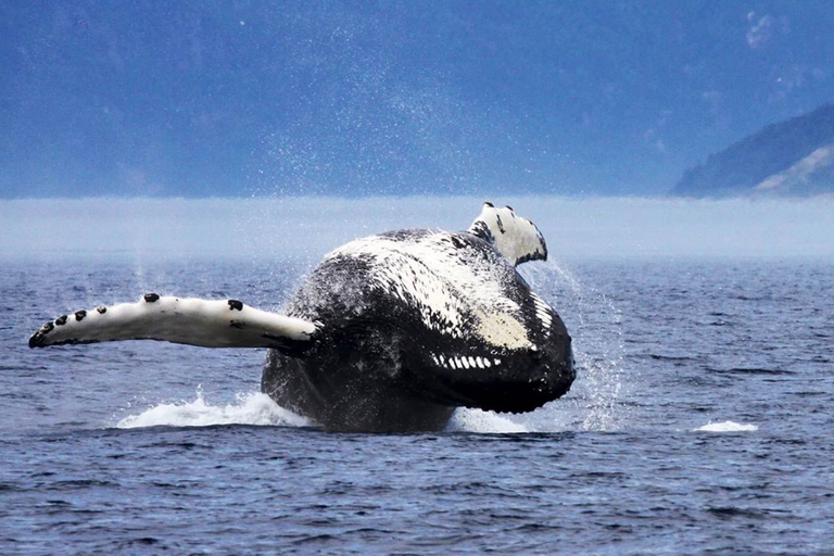 Tadoussac or Baie-Sainte-Catherine: Whale Watching Boat Tour Standard Cruise from Tadoussac