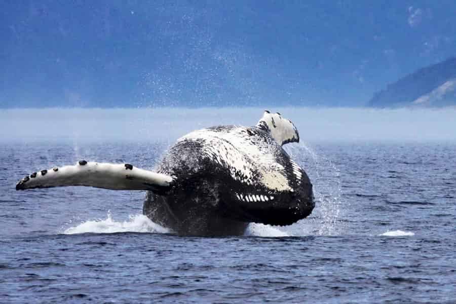 Tadoussac/Charlevoix: 3-stündige Bootstour zum Whale Watching. Foto: GetYourGuide