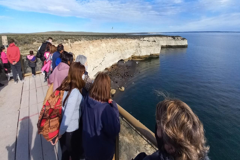 Puerto Madryn: Punta Loma Sea Lion Reserve Tour with Pickup