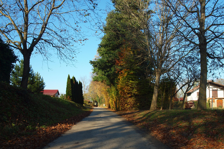 Novigrad Podravski: Vineyard Walking Tour in Podravina