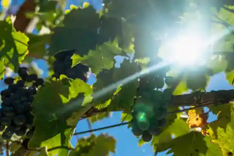 LUCCA: PASSEIO DE EBIKE COM ALMOÇO E PROVA DE VINHOS