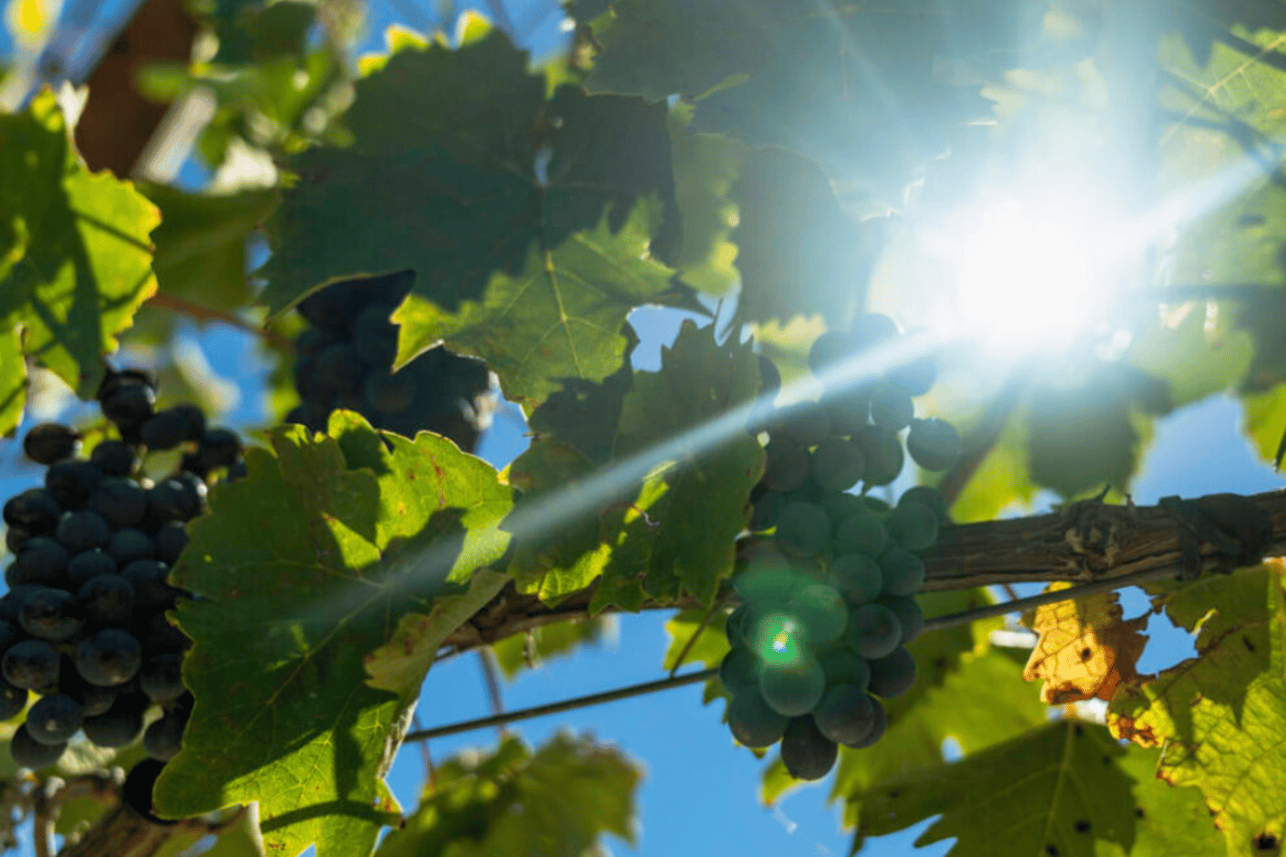 LUCCA: TOUR IN EBIKE CON PRANZO E DEGUSTAZIONE DI VINI