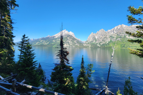 Jackson: Grand Teton & Yellowstone Private Van Tour