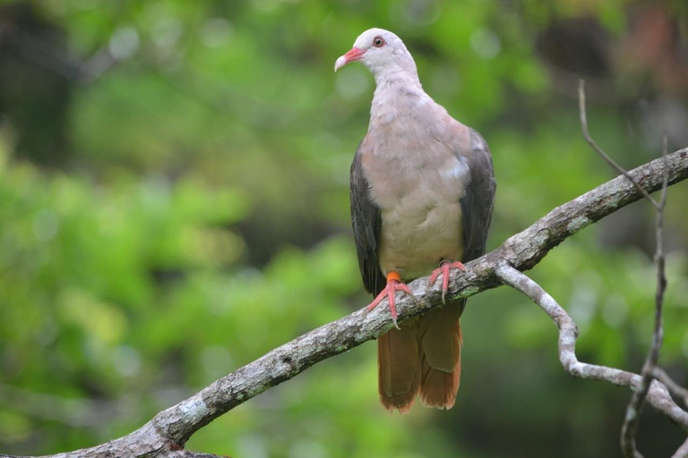 Mauritius nationalpark: Upptäck ön som den en gång var